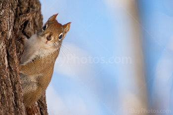 Squirrel looking on tree