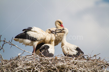 Photo: Stork Babies 001