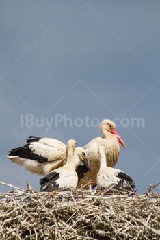 Photo: Babies Cigogne 002