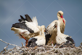 Photo: Babies Cigogne 003