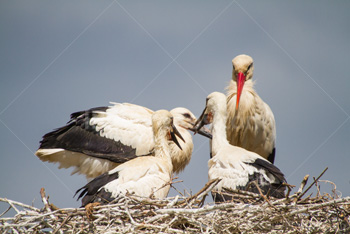 Photo: Babies Cigogne 004