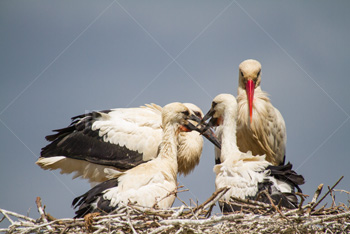 Photo: Stork Babies 005