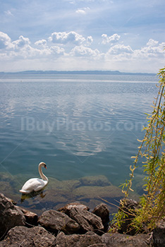 Cygne dans lac de Neuchâtel avec saule pleureur et reflet du Soleil dans eau