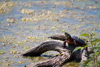 Red-Eared Slider turtle on stump in pond with silt and alga in water