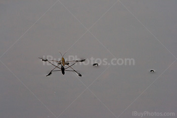 Water strider walking on grey water