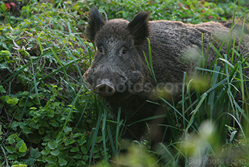 Wild boar in bushes with reed and leaves