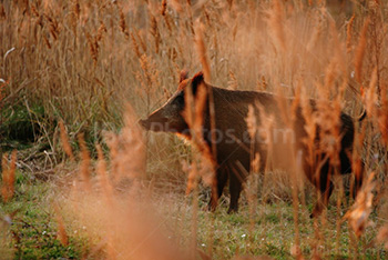 Wild board in South of France in Camargue at sunset among reed