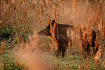 Sanglier dans le Sud de la France en Camargue au coucher du soleil