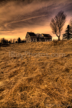 Abandoned haunted house beside tree in field