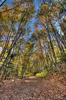 Autumn trees HDR perspective in forest with colored leaves on ground