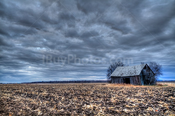 Abandoned barn in mud and corn field in HDR
