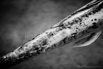 Japanese carp in black and white photo