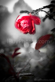 Black and white flower photo with red rose and petals