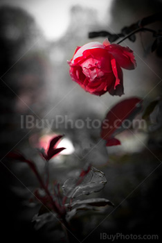 Pétales de rose rouge avec épines et feuilles sur photo noir et blanc