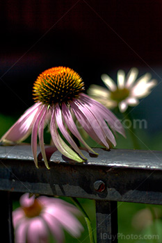 Fleurs en HDR avec pétales, Echinacea fleur derrière une rampe