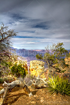 Désert du Grand Canyon en photo HDR avec souche d'arbres et buissons épineux