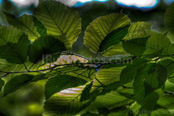 Sunlight through green leaves in hdr photography