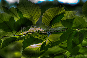 Rayon de soleil à travers feuilles vertes dans un arbre sur photo HDR