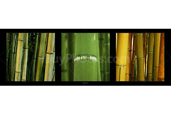 Photo: Bamboos Panorama 002