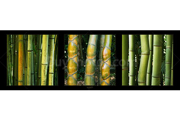 Photo: Bamboos Panorama 003