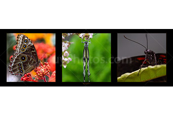 Photo: Butterflies Panorama 001