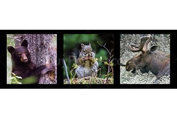 Photo: Wildlife Panorama 001