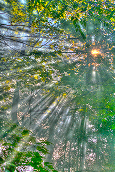 Rayons de soleil dans feuilles et branches sur photo HDR