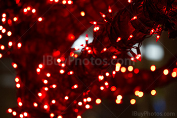 Red Christmas lights in tree for Holiday Season