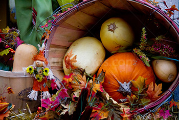 Halloween vegetables in basket, with pumpkins and squashes