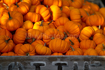 Caisse de citrouilles d'Halloween