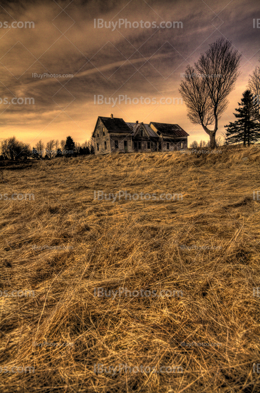 Abandoned haunted house beside tree in field