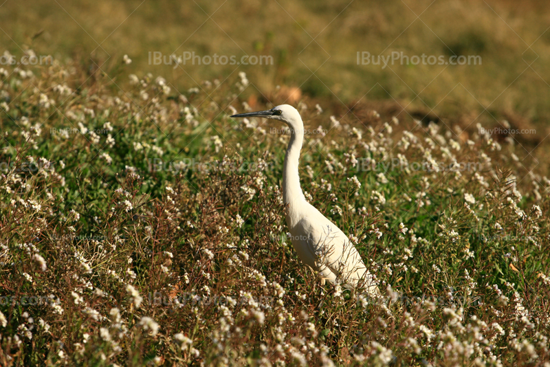 Aigrette blanche en Camargue dans les herbes