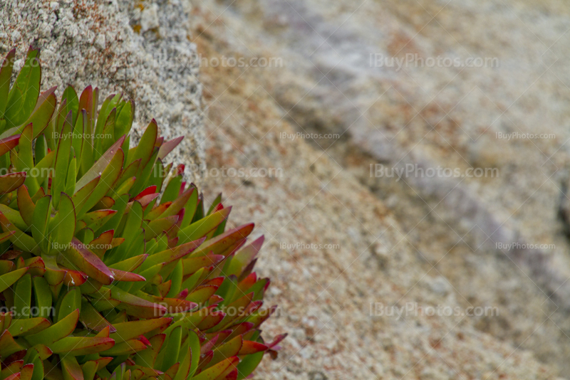 Algae on rock on seaside