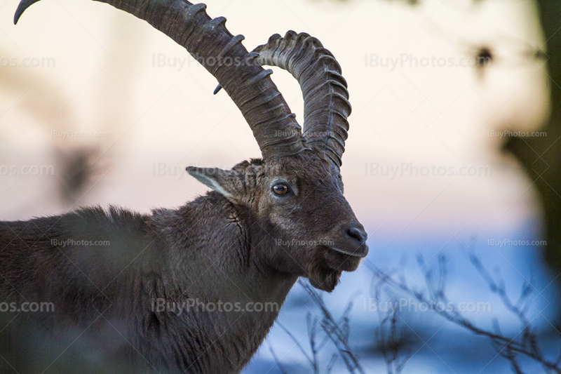 Alpine ibex 001