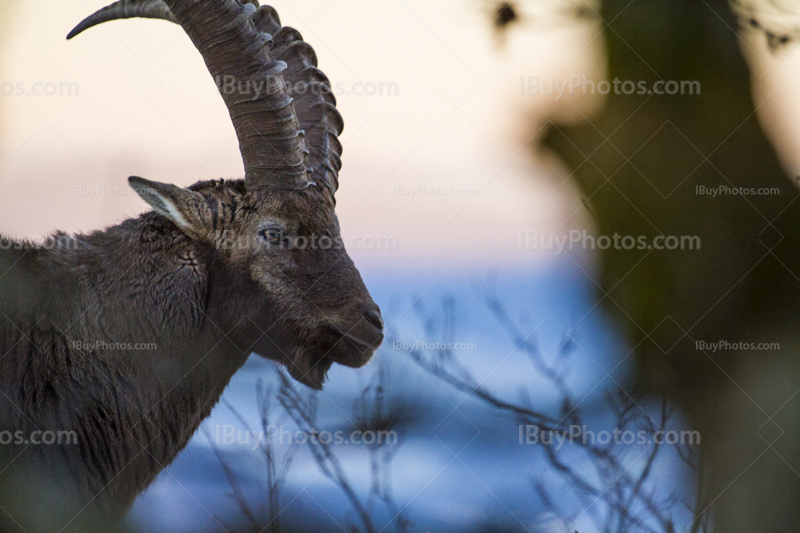 Alpine ibex 002