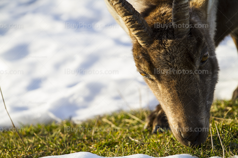 Alpine ibex 004