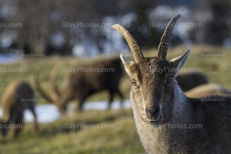 Alpine ibex 005