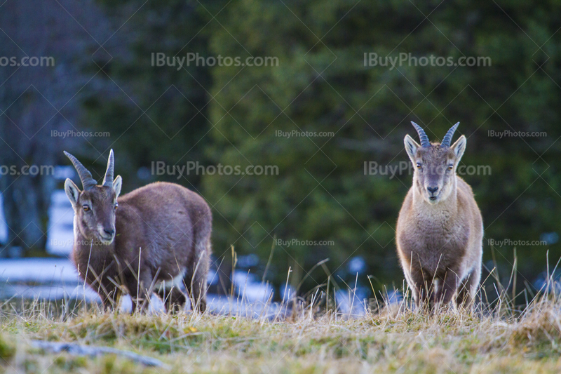 Alpine ibex 007