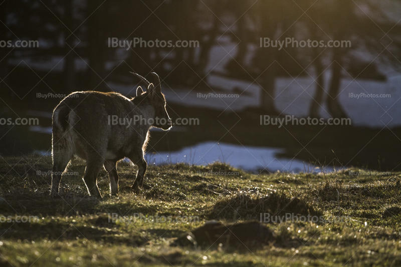 Alpine ibex 008