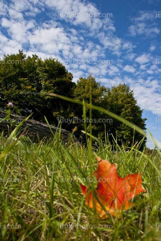 Red maple leaf on grass in Autumn