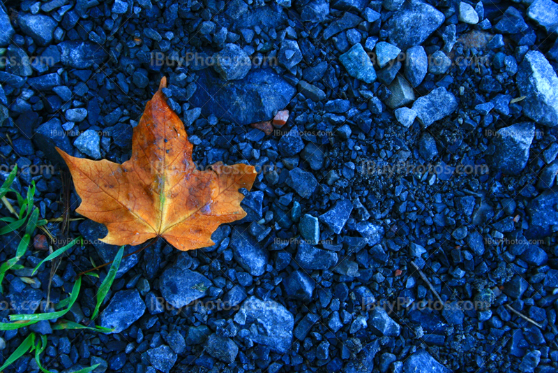 Orange maple leaf on gravels during fall season