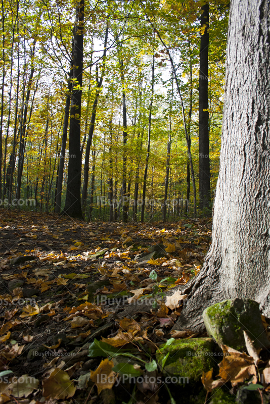 Forêt en Automne avec des érables et feuilles sur le sol