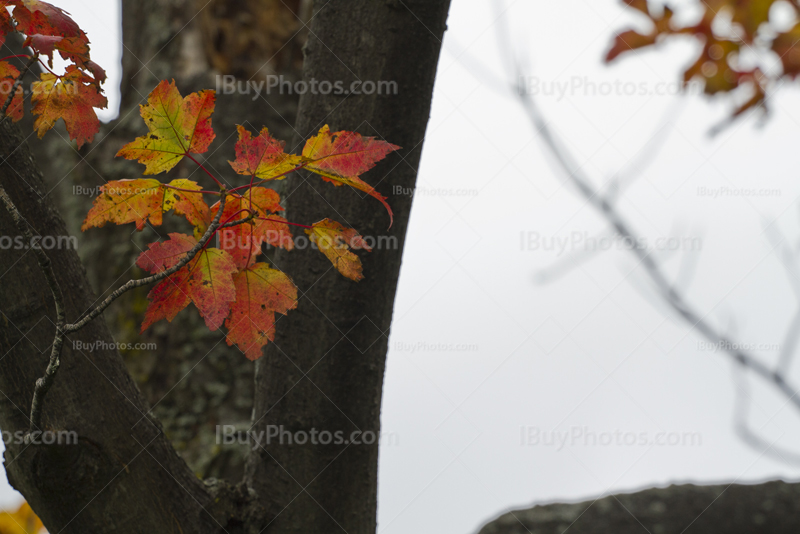 Color leaves on branch in Autumn