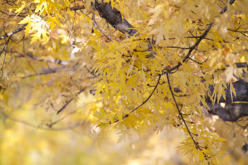 Autumn foliage with yellow leaves in branches