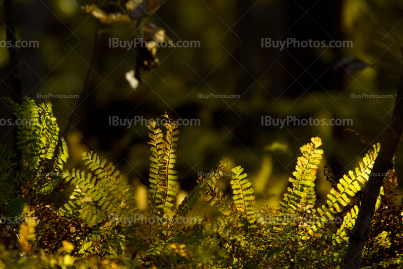 Sunlight on bracken leaves in Autumn