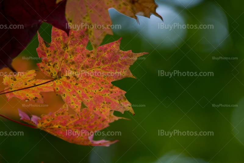 Feuilles d'Automne oranges sur une branche