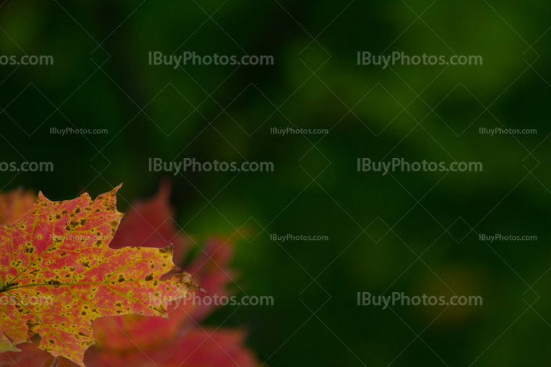 Feuilles d'Automne oranges sur fond vert