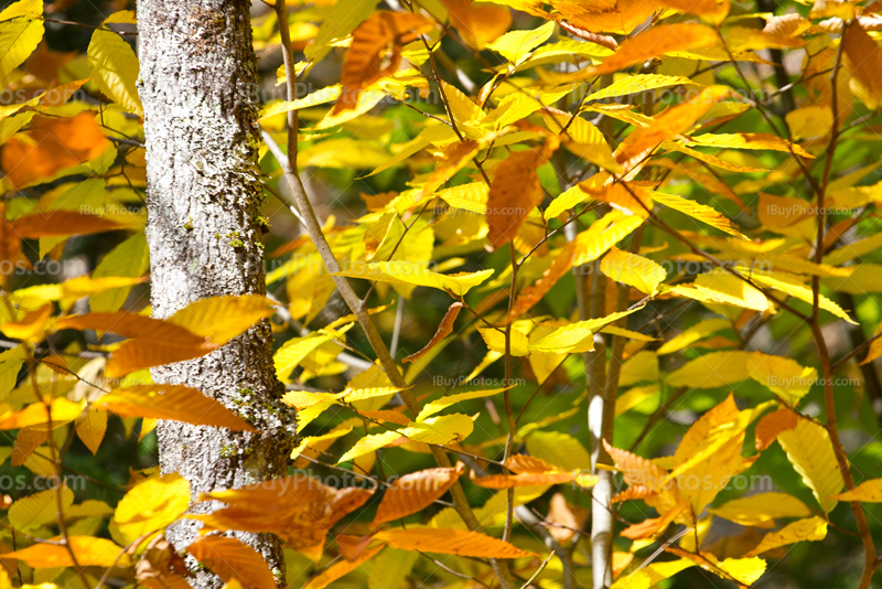Fall season foliage with yellow leaves