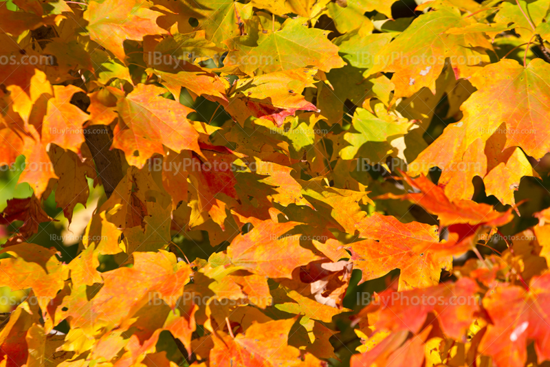 Fall season colors with orange and red maple leaves