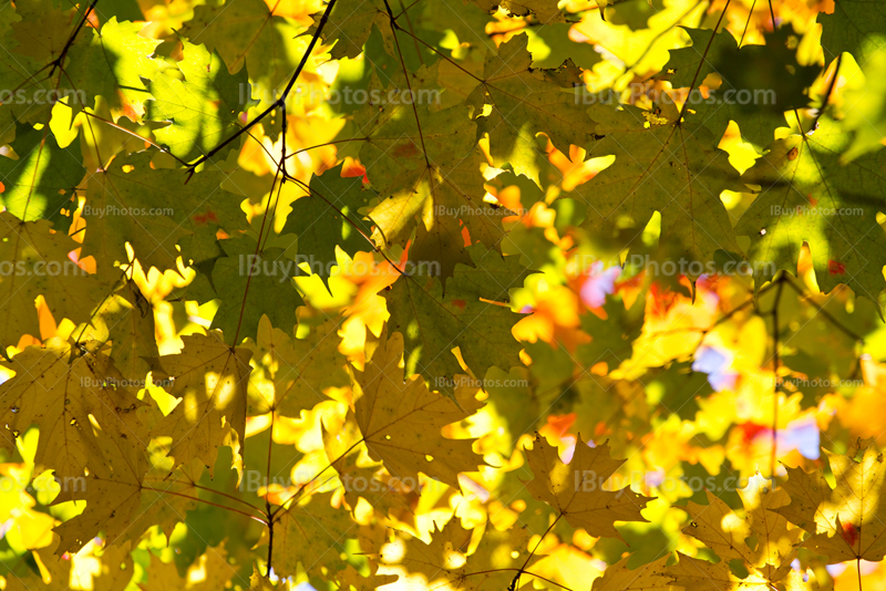 Feuillage jaune et vert avec soleil et ombres